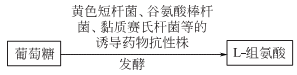 l-組氨酸